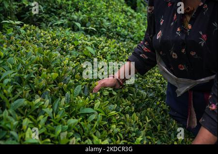 Le lavoratrici del tè stanno strappando le foglie del tè durante il monsone nuvoloso al giardino del tè dell'era britannica Orange Valley Tea Garden sparso su un'area di 347,26 ettari (858,1 acri) ad un'altitudine che varia da 3.500 a 6.000 piedi (1.100 a 1.800 m) sopra il livello medio del mare, È un giardino bio-biologico che produce principalmente tè nero a Darjeeling, Bengala Occidentale, India il 11/06/2022. L'India è il secondo paese produttore di tè al mondo dopo la Cina. I salari delle lavoratrici del tè povere sono molto bassi e la maggior parte di loro provengono dal vicino Nepal in cerca di lavoro. (Foto di Soumyabrata Roy/NurPho Foto Stock