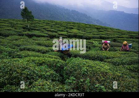 Le lavoratrici del tè stanno strappando le foglie del tè durante il monsone nuvoloso al giardino del tè dell'era britannica Orange Valley Tea Garden sparso su un'area di 347,26 ettari (858,1 acri) ad un'altitudine che varia da 3.500 a 6.000 piedi (1.100 a 1.800 m) sopra il livello medio del mare, È un giardino bio-biologico che produce principalmente tè nero a Darjeeling, Bengala Occidentale, India il 11/06/2022. L'India è il secondo paese produttore di tè al mondo dopo la Cina. I salari delle lavoratrici del tè povere sono molto bassi e la maggior parte di loro provengono dal vicino Nepal in cerca di lavoro. (Foto di Soumyabrata Roy/NurPho Foto Stock