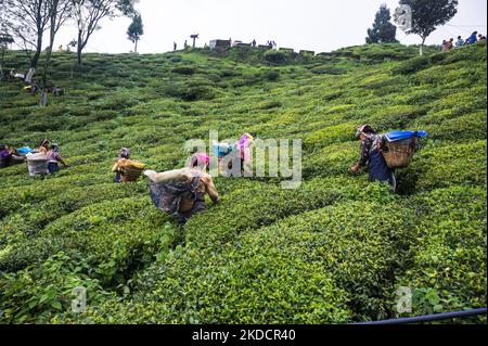 Le lavoratrici del tè stanno strappando le foglie del tè durante il monsone nuvoloso al giardino del tè dell'era britannica Orange Valley Tea Garden sparso su un'area di 347,26 ettari (858,1 acri) ad un'altitudine che varia da 3.500 a 6.000 piedi (1.100 a 1.800 m) sopra il livello medio del mare, È un giardino bio-biologico che produce principalmente tè nero a Darjeeling, Bengala Occidentale, India il 11/06/2022. L'India è il secondo paese produttore di tè al mondo dopo la Cina. I salari delle lavoratrici del tè povere sono molto bassi e la maggior parte di loro provengono dal vicino Nepal in cerca di lavoro. (Foto di Soumyabrata Roy/NurPho Foto Stock