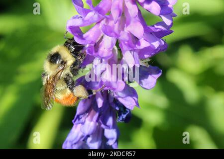 Bumblebee (Bombus) festeggendo sul nettare di un fiore vetch (Vicia sativa) a Markham, Ontario, Canada, il 24 giugno 2022. (Foto di Creative Touch Imaging Ltd./NurPhoto) Foto Stock