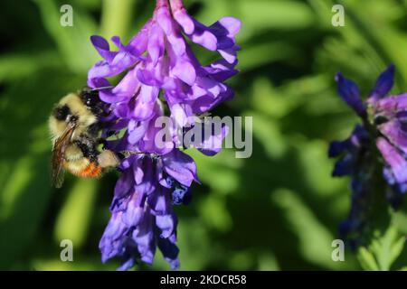 Bumblebee (Bombus) festeggendo sul nettare di un fiore vetch (Vicia sativa) a Markham, Ontario, Canada, il 24 giugno 2022. (Foto di Creative Touch Imaging Ltd./NurPhoto) Foto Stock