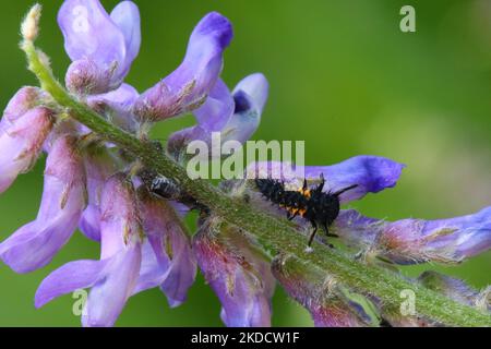 Lady Beetle (ladybug) larvae su un fiore vetch (Vicia sativa) a Markham, Ontario, Canada, il 26 giugno 2022. (Foto di Creative Touch Imaging Ltd./NurPhoto) Foto Stock