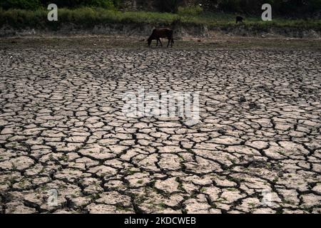 Una mucca pascola sul letto seccato di uno stagno naturale in una calda giornata estiva, in mezzo all'ondata di caldo in corso a Nuova Delhi, India, il 27 giugno 2022. L'intensa e prolungata ondata di caldo ha danneggiato il grano, e ha reso molto difficili le condizioni per le persone che lavorano all'esterno. Gli scienziati del clima affermano che l’ondata di caldo prolungata è senza dubbio il risultato del riscaldamento globale. (Foto di Mayank Makhija/NurPhoto) Foto Stock