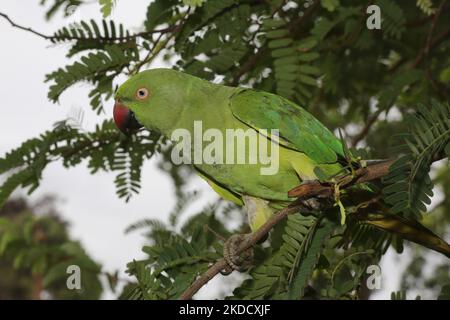 Pappagallo indiano (Psittacula krameri) arroccato in un albero di tamarindo in un piccolo villaggio di Mannar, Sri Lanka. (Foto di Creative Touch Imaging Ltd./NurPhoto) Foto Stock