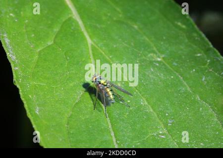 Volo a zampe lunghe (Condylostylostylus inermis) su una foglia a Toronto, Ontario, Canada, il 28 giugno 2022. (Foto di Creative Touch Imaging Ltd./NurPhoto) Foto Stock