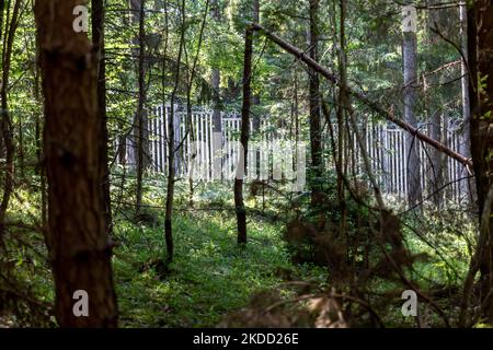 La barriera fisica in acciaio tra la Polonia e la Bielorussia si trova nel mezzo della foresta di Bialowieza il 1 luglio 2022 a Bialowieza, Polonia. Il governo polacco ha deciso di costruire una barriera in acciaio lunga 186 chilometri e alta 5,5 metri con filo spinato sul confine polacco-Bielorussia, che è anche il confine dell'Unione europea e della NATO. La decisione è stata presa dopo che migliaia di migranti, principalmente provenienti dalla Siria, dall'Iraq e dall'Afghanistan, hanno cercato di attraversare la Polonia dalla Bielorussia. Parte della barriera passa attraverso la foresta di Bialowieza. La decisione è stata molto controversa in quanto Bialowieza deserto è uno dei Th Foto Stock