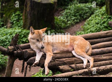 Il lupo himalayano (Canis lupus himalayensis Gray) è stato suggerito da diversi biologi indiani per essere riconosciuto come una specie di canidi a rischio critico, distinta dal lupus di Canis. I risultati dell'analisi mitocondriale del DNA suggeriscono che il lupo himalayano è filogeneticamente distinto dal lupo tibetano, in India e Nepal sono elencati nell'appendice i della CITES (Convenzione sul commercio internazionale delle specie di fauna e flora selvatiche minacciate di estinzione) a causa del commercio internazionale. La popolazione di lupo himalayano si trova solo nella regione superiore dell'India di Trans-himalayan attraverso le due sta più a nord Foto Stock