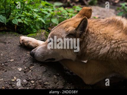 Il lupo himalayano (Canis lupus himalayensis Gray) è stato suggerito da diversi biologi indiani per essere riconosciuto come una specie di canidi a rischio critico, distinta dal lupus di Canis. I risultati dell'analisi mitocondriale del DNA suggeriscono che il lupo himalayano è filogeneticamente distinto dal lupo tibetano, in India e Nepal sono elencati nell'appendice i della CITES (Convenzione sul commercio internazionale delle specie di fauna e flora selvatiche minacciate di estinzione) a causa del commercio internazionale. La popolazione di lupo himalayano si trova solo nella regione superiore dell'India di Trans-himalayan attraverso le due sta più a nord Foto Stock