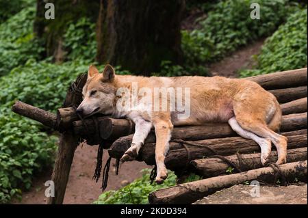 Il lupo himalayano (Canis lupus himalayensis Gray) è stato suggerito da diversi biologi indiani per essere riconosciuto come una specie di canidi a rischio critico, distinta dal lupus di Canis. I risultati dell'analisi mitocondriale del DNA suggeriscono che il lupo himalayano è filogeneticamente distinto dal lupo tibetano, in India e Nepal sono elencati nell'appendice i della CITES (Convenzione sul commercio internazionale delle specie di fauna e flora selvatiche minacciate di estinzione) a causa del commercio internazionale. La popolazione di lupo himalayano si trova solo nella regione superiore dell'India di Trans-himalayan attraverso le due sta più a nord Foto Stock