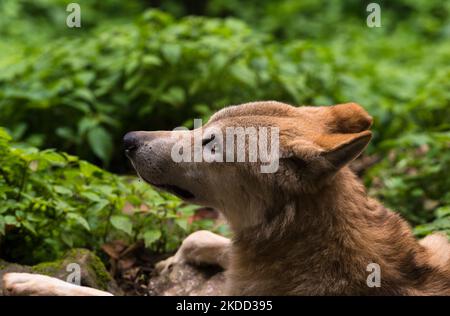 Il lupo himalayano (Canis lupus himalayensis Gray) è stato suggerito da diversi biologi indiani per essere riconosciuto come una specie di canidi a rischio critico, distinta dal lupus di Canis. I risultati dell'analisi mitocondriale del DNA suggeriscono che il lupo himalayano è filogeneticamente distinto dal lupo tibetano, in India e Nepal sono elencati nell'appendice i della CITES (Convenzione sul commercio internazionale delle specie di fauna e flora selvatiche minacciate di estinzione) a causa del commercio internazionale. La popolazione di lupo himalayano si trova solo nella regione superiore dell'India di Trans-himalayan attraverso le due sta più a nord Foto Stock