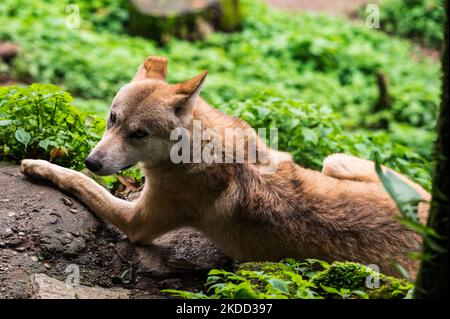 Il lupo himalayano (Canis lupus himalayensis Gray) è stato suggerito da diversi biologi indiani per essere riconosciuto come una specie di canidi a rischio critico, distinta dal lupus di Canis. I risultati dell'analisi mitocondriale del DNA suggeriscono che il lupo himalayano è filogeneticamente distinto dal lupo tibetano, in India e Nepal sono elencati nell'appendice i della CITES (Convenzione sul commercio internazionale delle specie di fauna e flora selvatiche minacciate di estinzione) a causa del commercio internazionale. La popolazione di lupo himalayano si trova solo nella regione superiore dell'India di Trans-himalayan attraverso le due sta più a nord Foto Stock