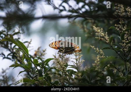La farfalla rustica spotted o farfalla comune del leopardo (Phalanta phalantha) è una farfalla sole-loving del nymphalid o della famiglia della farfalla brush-footed, che alimenta il nettare dai fiori di cinchona a Mangpoo, Bengala occidentale, India il 03/07/2022. Il chinino è prodotto dall'albero di cinchona, che è usato per fare i farmaci anti-malarial. (Foto di Soumyabrata Roy/NurPhoto) Foto Stock