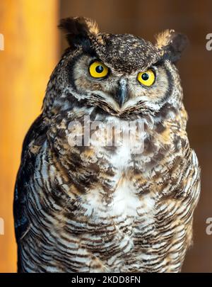 Grande gufo cornuto (Bubo virginianus), Capilano Suspension Bridge Park, Vancouver, British Columbia, Canada. Foto Stock