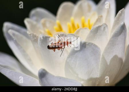 Comune rosso soldato coleotteri (Rhagonycha fulva) accoppiamento su fiore di giglio d'acqua a Markham, Ontario, Canada, il 03 luglio 2022. (Foto di Creative Touch Imaging Ltd./NurPhoto) Foto Stock