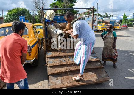 I venditori sono visti scaricare bestiame per la vendita in un mercato temporaneo davanti a Eid-UL-Adha a Kolkata (India) il 7 luglio 2022. (Foto di Debarchan Chatterjee/NurPhoto) Foto Stock