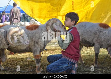 Un ragazzo di Kashmiri abbraccia una pecora in un mercato sacrificale del bestiame davanti a Eid ul Adha a Srinagar, indiano amministrato Kashmir il 08 luglio 2022. (Foto di Muzamil Mattoo/NurPhoto) Foto Stock