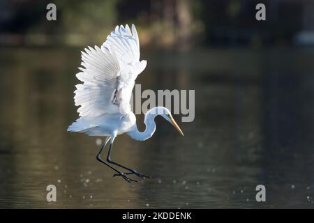 Una grande egretta orientale in volo sull'acqua del lago Foto Stock