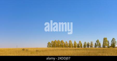 Linea di alberi contro il cielo blu in autunno Foto Stock