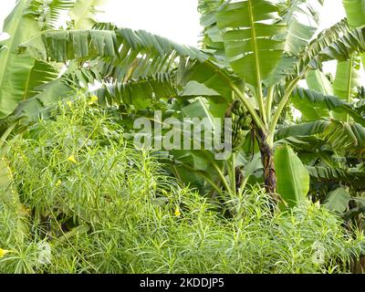 (Vicino) Kigali, Ruanda, 28th agosto 2022 piante tropicali e verde, che circondano una piantagione di banane, Ruanda. Foto Stock