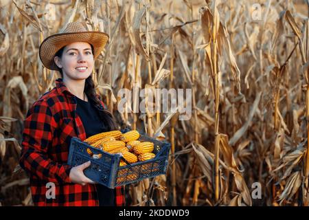 giovane donna contadina con scatola di pannocchie di mais secco in campo agricolo Foto Stock