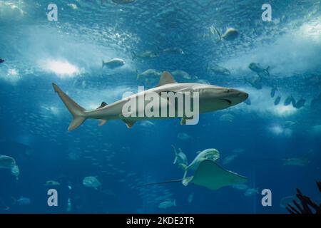 Squalo che passa in un acquario di acqua salata Foto Stock