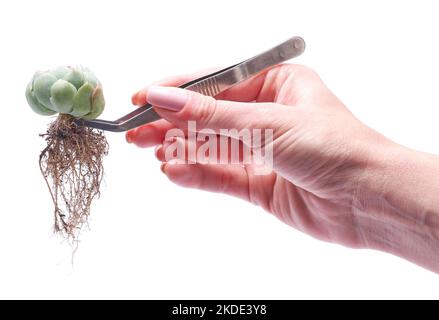 Donna che tiene Echeveria Succulent radicato impianto di taglio con pinzette Foto Stock