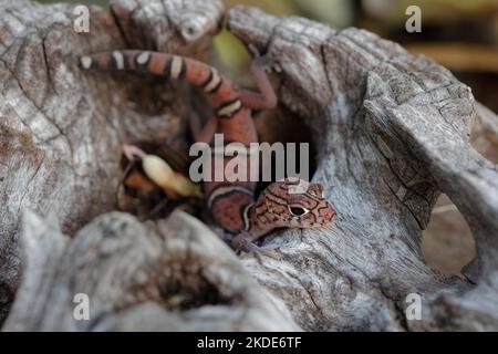 Yucatan bandì gecko (elegans di Coleonyx), distretto di Corozal, Belize Foto Stock
