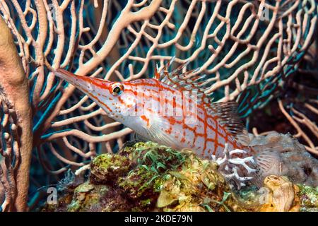 Primo piano dei pesci falco longnosi (Oxycirrhites typus) seduti su corallo di pietra (Scleractinia) di fronte al gigante marino fan (Annella mollis) (Subergorgia Foto Stock