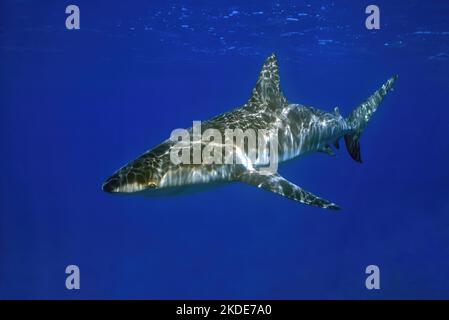 Lo squalo setoso (Carcharhinus falciformis) nuota appena sotto la superficie del mare ha modelli di riflessi del sole dalla luce del sole sulla pelle, Mar Rosso, Sharm el Foto Stock