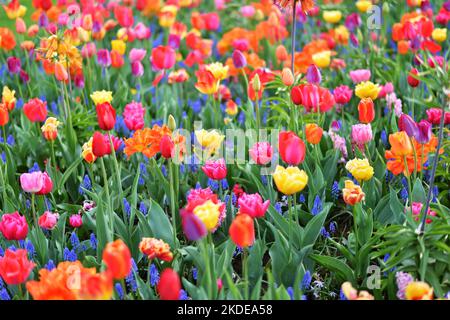 Keukenhof nei Paesi Bassi è stato a lungo una calamita per il turismo internazionale, ma è particolarmente attraente durante la stagione di fioritura dei tulipani, come Foto Stock