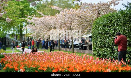 Keukenhof nei Paesi Bassi è stato a lungo una calamita per il turismo internazionale, ma è particolarmente attraente durante la stagione di fioritura dei tulipani, come Foto Stock