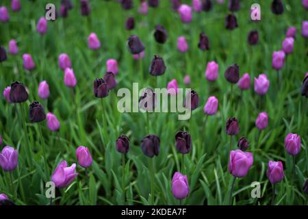 Keukenhof nei Paesi Bassi è stato a lungo una calamita per il turismo internazionale, ma è particolarmente attraente durante la stagione di fioritura dei tulipani, come Foto Stock