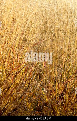 Autunno, erbe, Panicum, Switchgrass, Panicum virgatum, Interruttore erba, Hardy, erbaceo, Giardino, perenne, Pianta, Panicum virgantum Kurt Bluemel Foto Stock