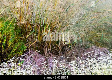 Erba da panico, Panicum virgatum, Panicum Thundercloud, Switch Grass, Giardino, Bordo, erbe Foto Stock