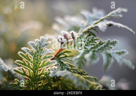 Impressioni invernali nella Sauerland nel dicembre 2016, Germania Foto Stock