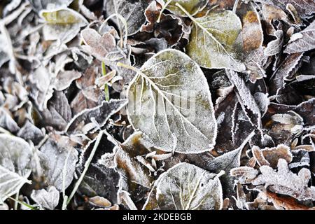 Impressioni invernali nella Sauerland nel dicembre 2016, Germania Foto Stock