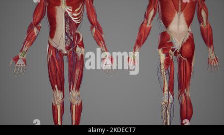 Anatomia degli arti inferiori, sistemi scheletrici, muscolari e cardiovascolari, con muscoli sublayers Foto Stock