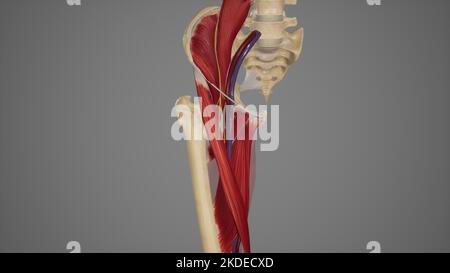 Illustrazione anatomica del triangolo femorale Foto Stock