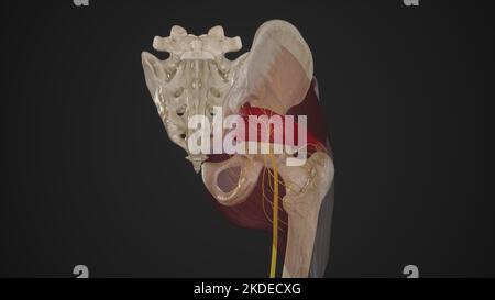 Illustrazione anatomica del nervo gluteo inferiore Foto Stock