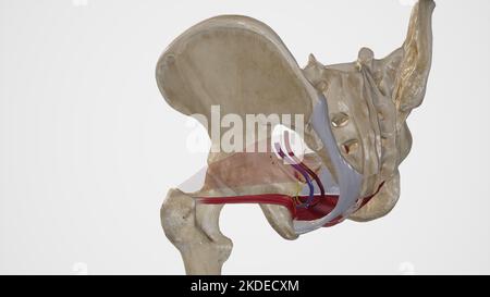 Anatomia del forame sciatico minore Foto Stock