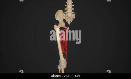 Illustrazione anatomica del nervo otturatore Foto Stock