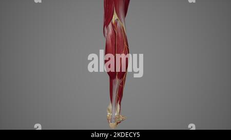 Illustrazione anatomica dei nervi murari Foto Stock