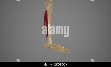 Illustrazione medica di peroneo Longus Foto Stock