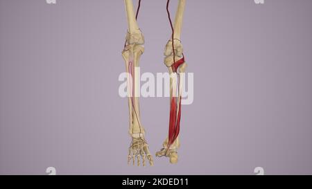 Alimentazione arteriosa alla gamba anteriore e posteriore tramite arteria poplitea e suoi rami Foto Stock