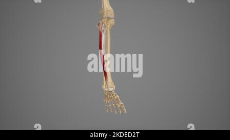 Illustrazione medica di Extensor digitorum Longus Foto Stock