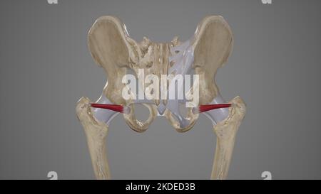 Illustrazione medica del muscolo inferiore del Gemello Foto Stock