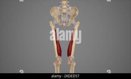 Illustrazione medica del muscolo di vastus Medialis Foto Stock