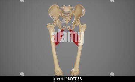 Illustrazione medica accurata dell'adductor Brevis Foto Stock