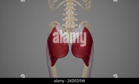 Illustrazione medica del muscolo di massimo di gluteo Foto Stock