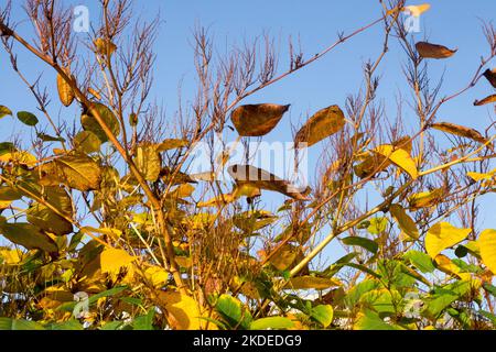 Autunno, Asian Knotweed, Fallopia japonica, Fallopia, Knotweed, Reynoutria, Bush, giapponese knotweed, pianta, foglie Foto Stock